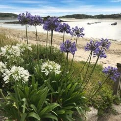 Agapanthus Africanus 'Blue' -Yougarden Shop 680130 4