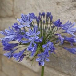 Agapanthus Africanus 'Blue' -Yougarden Shop 680130 5