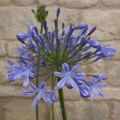 Agapanthus Africanus 'Blue' -Yougarden Shop 680130 6