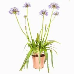 Agapanthus Africanus 'Blue' -Yougarden Shop 680130 7