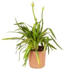 Agapanthus Africanus 'Blue' -Yougarden Shop 680130 8