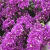 Bougainvillea Purple Pillar 2 Bougainvillea Purple Pillar -Yougarden Shop 680131