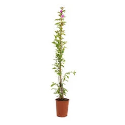 Bougainvillea Purple Pillar -Yougarden Shop 680131 3