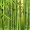 Green Bamboo Phyllostachys Bissetti -Yougarden Shop 680141