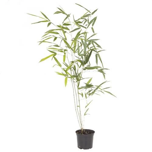 Green Bamboo Phyllostachys Bissetti 5 Green Bamboo Phyllostachys Bissetti - Image 3