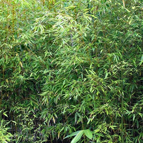Green Bamboo Phyllostachys Bissetti 6 Green Bamboo Phyllostachys Bissetti - Image 4