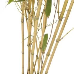 Phyllostachys Aureosulcata 'Spectabilis' (Yellow Bamboo) -Yougarden Shop 680144 3