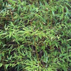 Phyllostachys Aureosulcata 'Spectabilis' (Yellow Bamboo) -Yougarden Shop 680144 6