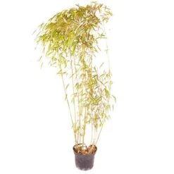 Phyllostachys Aureosulcata 'Spectabilis' (Yellow Bamboo) -Yougarden Shop 680144 7
