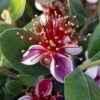 Pineapple Guava - Acca Sellowiana -Yougarden Shop 680146