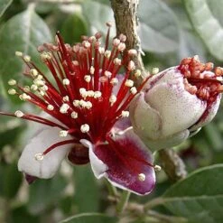 Pineapple Guava - Acca Sellowiana -Yougarden Shop 680146 2