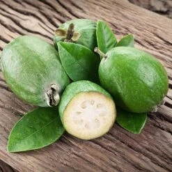 Pineapple Guava - Acca Sellowiana -Yougarden Shop 680146 3