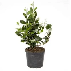 Pineapple Guava - Acca Sellowiana -Yougarden Shop 680146 4