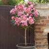 Oleander Standard -Yougarden Shop 680156