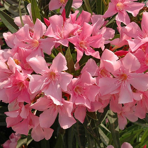 Oleander Standard 4 Oleander Standard - Image 2