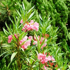 Oleander Standard 10 Oleander Standard -Yougarden Shop 680156 2