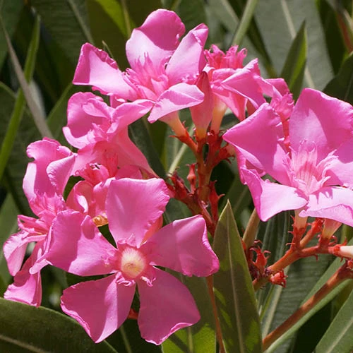 Oleander Standard 6 Oleander Standard - Image 4