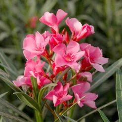Oleander Standard 12 Oleander Standard -Yougarden Shop 680156 4
