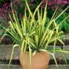 Yucca Filamentosa 'Colour Guard' Needle Palm -Yougarden Shop 680200