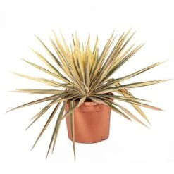 Yucca Filamentosa 'Colour Guard' Needle Palm 11 Yucca Filamentosa 'Colour Guard' Needle Palm -Yougarden Shop 680200 4
