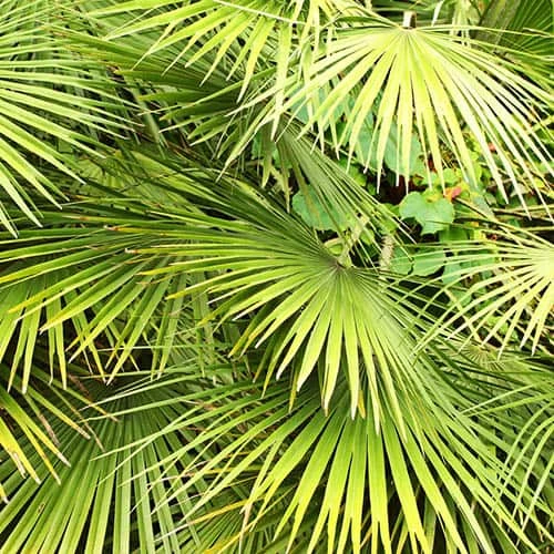 Chamaerops Humilis Fan Palm 5 Chamaerops Humilis Fan Palm - Image 3