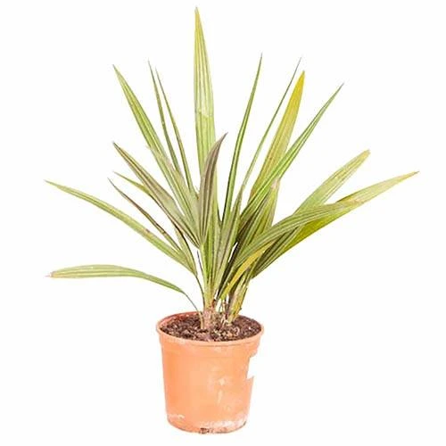 Chamaerops Humilis Fan Palm 6 Chamaerops Humilis Fan Palm - Image 4