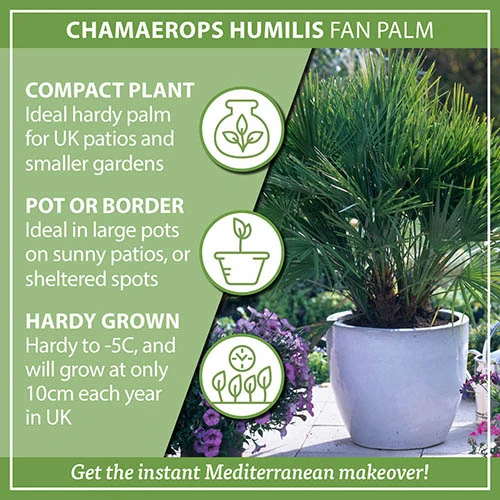Chamaerops Humilis Fan Palm 7 Chamaerops Humilis Fan Palm - Image 5