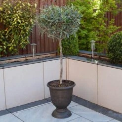 Olive Tree -Yougarden Shop 680232 2
