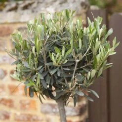 Pair Of Olive Trees -Yougarden Shop 680233 1