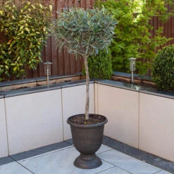 Pair Of Olive Trees -Yougarden Shop 680233 3
