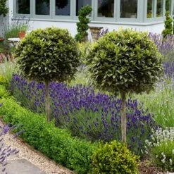 Pair Of Standard Bay Trees