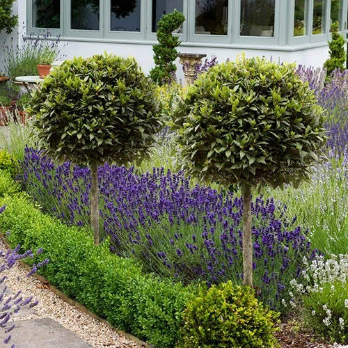 Pair Of Standard Bay Trees 3 Pair Of Standard Bay Trees