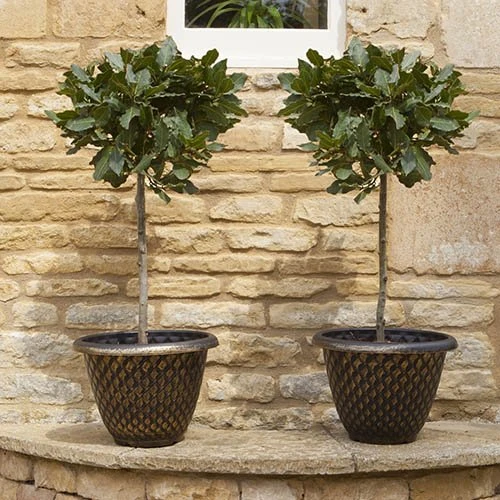 Pair Of Standard Bay Trees 5 Pair Of Standard Bay Trees - Image 3