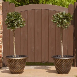 Pair Of Standard Bay Trees 12 Pair Of Standard Bay Trees -Yougarden Shop 680235 3