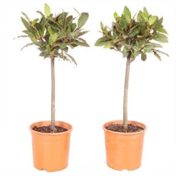 Pair Of Standard Bay Trees 13 Pair Of Standard Bay Trees -Yougarden Shop 680235 4