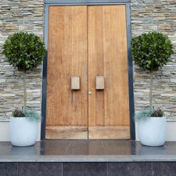 Pair Of Standard Bay Trees 14 Pair Of Standard Bay Trees -Yougarden Shop 680235 5