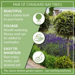 Pair Of Standard Bay Trees 15 Pair Of Standard Bay Trees -Yougarden Shop 680235 6