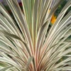 Cordyline Australis 'Torbay Dazzler' -Yougarden Shop 680236