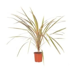 Cordyline Australis 'Torbay Dazzler' -Yougarden Shop 680236 2