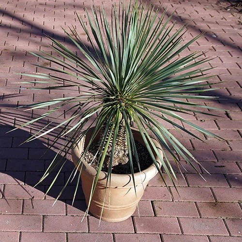 Yucca Rostrata 4 Yucca Rostrata - Image 2
