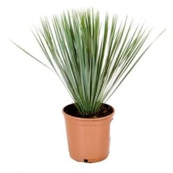 Yucca Rostrata 7 Yucca Rostrata -Yougarden Shop 680237 2