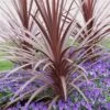 Cordyline Australis 'Red Star' -Yougarden Shop 680254