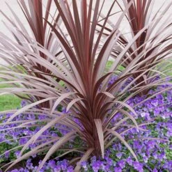 Cordyline Australis 'Red Star'