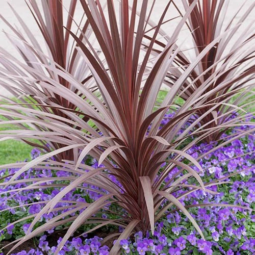 Cordyline Australis 'Red Star' 3 Cordyline Australis 'Red Star'