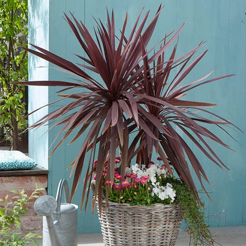 Cordyline Australis 'Red Star' 4 Cordyline Australis 'Red Star' - Image 2