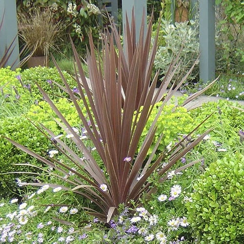 Cordyline Australis 'Red Star' 5 Cordyline Australis 'Red Star' - Image 3