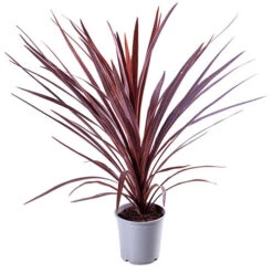 Cordyline Australis 'Red Star' 9 Cordyline Australis 'Red Star' -Yougarden Shop 680254 3