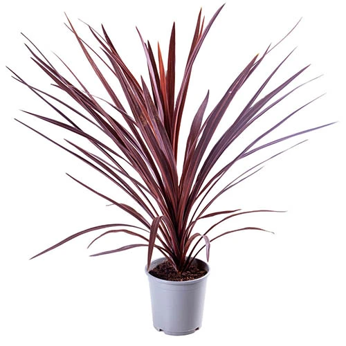 Cordyline Australis 'Red Star' 6 Cordyline Australis 'Red Star' - Image 4