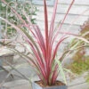 Cordyline Australis 'Can Can' -Yougarden Shop 680263