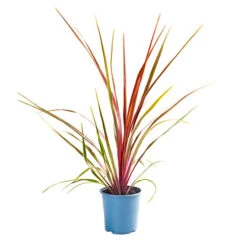 Cordyline Australis 'Can Can' -Yougarden Shop 680263 2